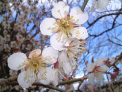ume21