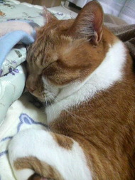 「一等、3億円♪♪」ZZZ......