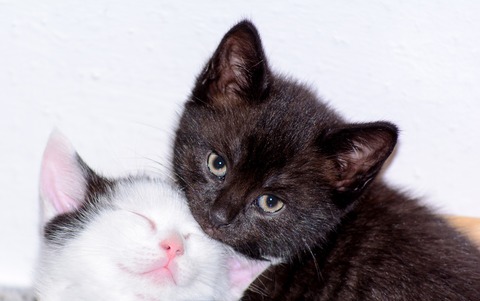 猫