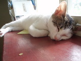 おやしゅみぃzzz