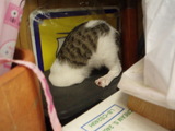 いちおうね