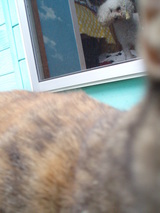 猫がいる
