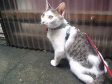 大人猫っぽい