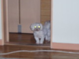 宇宙犬