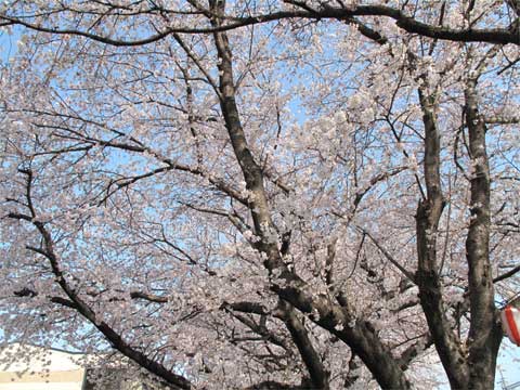 20110409_3