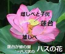 ⑯