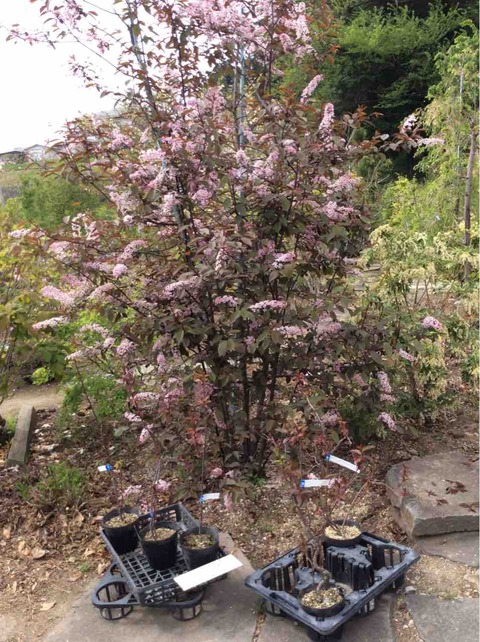 エゾノウワミズザクラ “ コロラータ ” 】 : 白州花壇