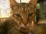 我が家のミー太君