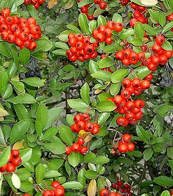 250px-Brosen_pyracantha_coccinea2