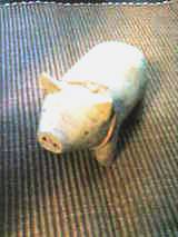 buta