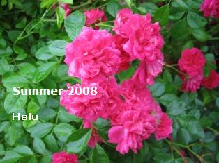 summer card