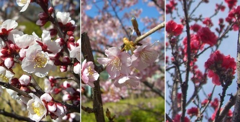 桜