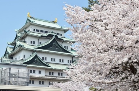 お城桜