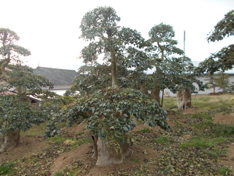 DSCN1121 (1)