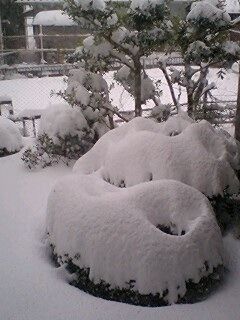 1月の大雪