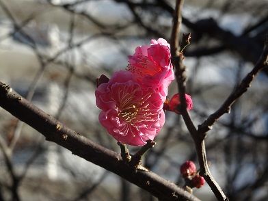 梅4-4