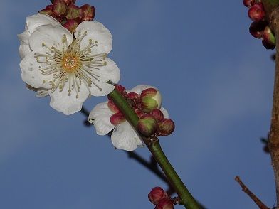 梅4-1