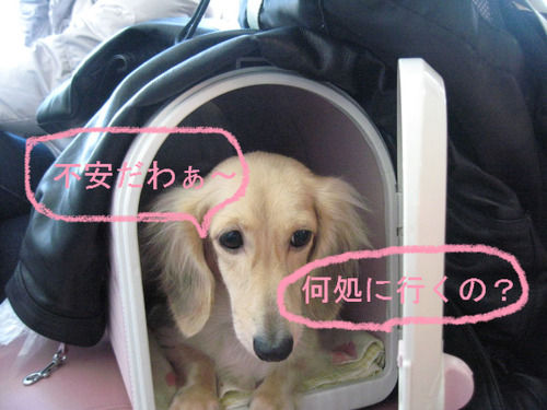 BlogPaint