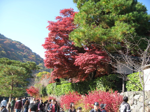 嵐山 033