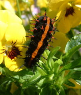 tumaguro