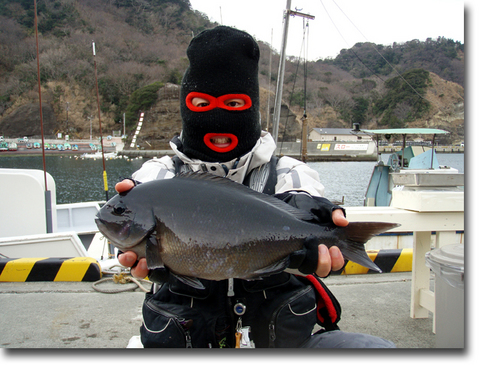 メジナ泥棒?
