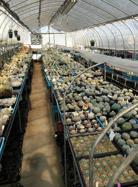 yamasiro