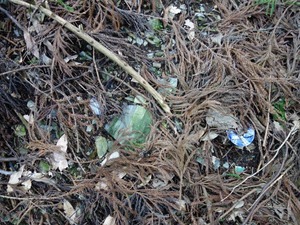 s_DSC01665