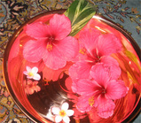 hibiskus_prumeria_Tarai