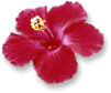 hibiscus_S