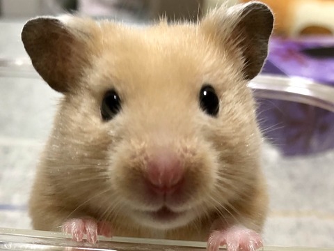 ハムスター
