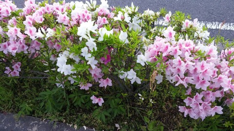 つつじ4