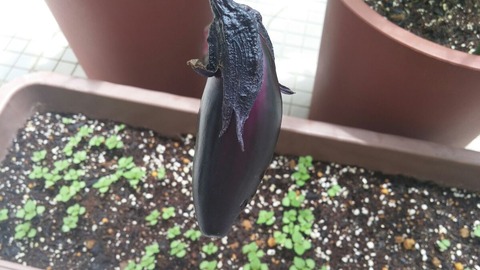 なす0607収穫