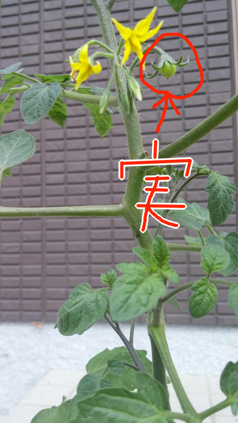 みにとまと0516_2