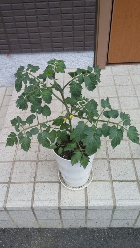 みにとまと0516