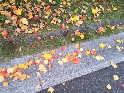 落ち葉2