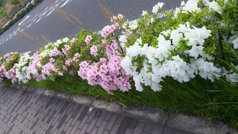 つつじ2