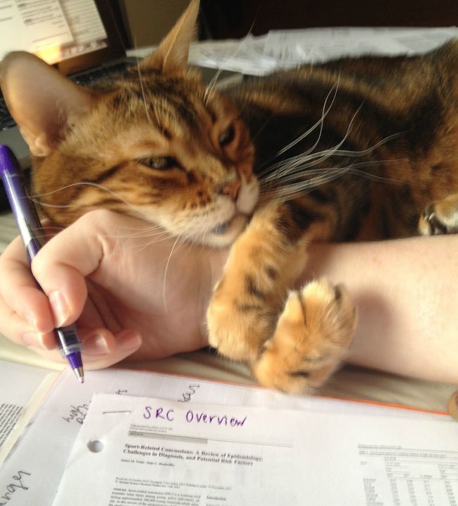cat16
