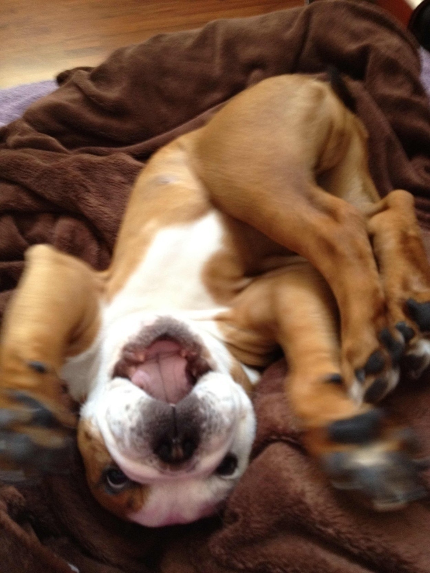dog10