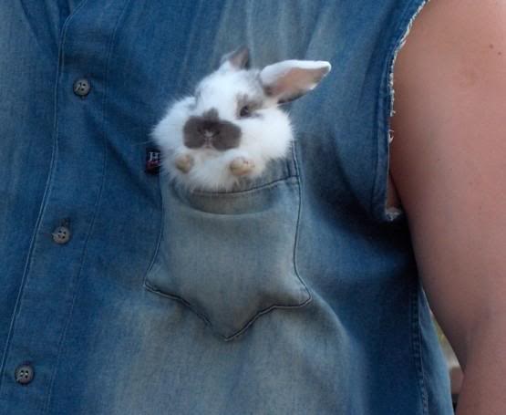 rabit10