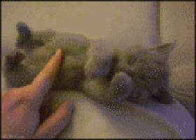 cat3