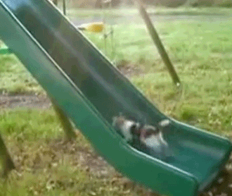 cat01