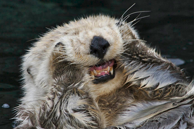 otter13