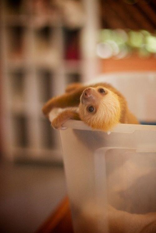 sloth08