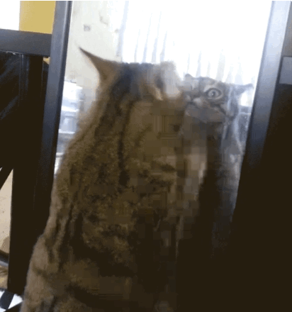 cat02