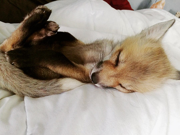 fox5