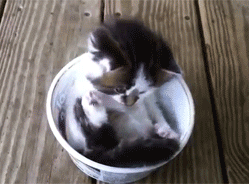 cat21