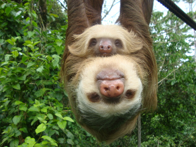 sloth19