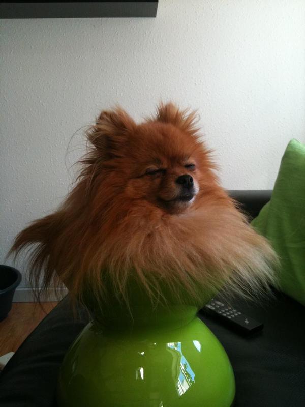 dog27