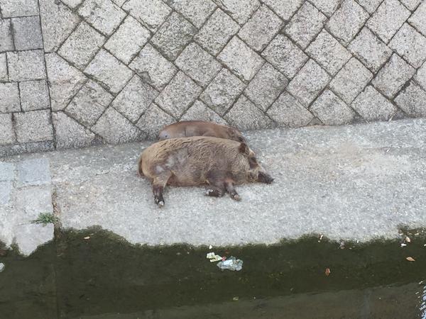 CD5eO8nVIAAB04H