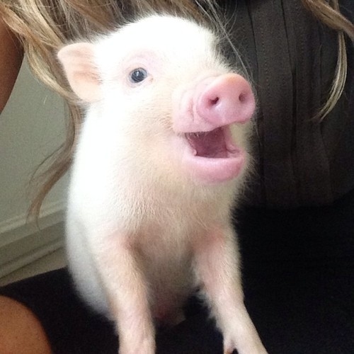 pig00